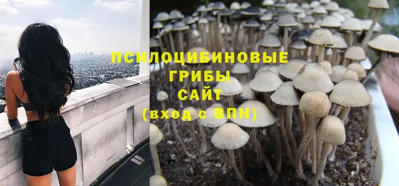 наркошоп  Кубинка  дарк нет какой сайт  Псилоцибиновые грибы Psilocybine cubensis 